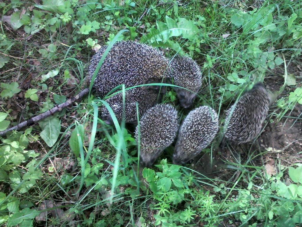 Adataiņu pārgājiens