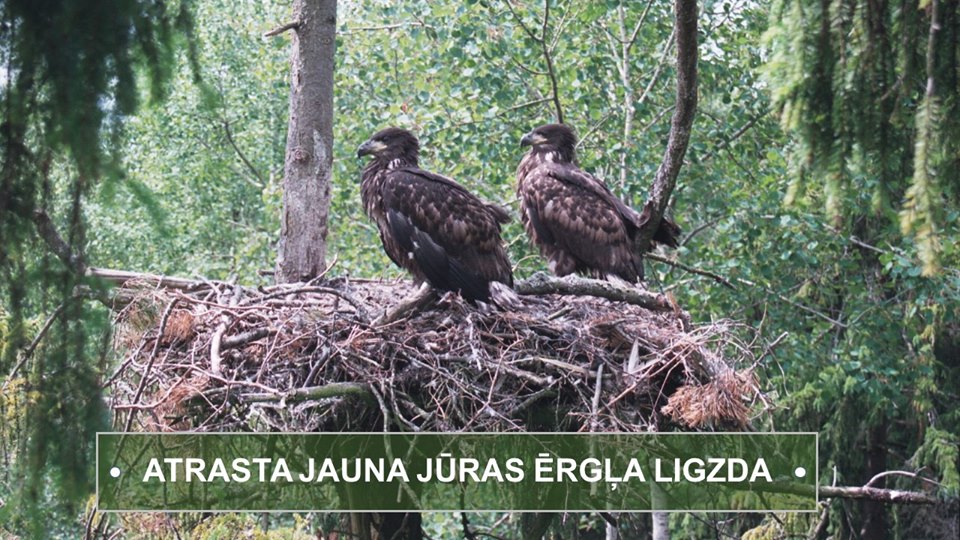 Arī pie Burtnieka atgriezušies jūras ērgļi