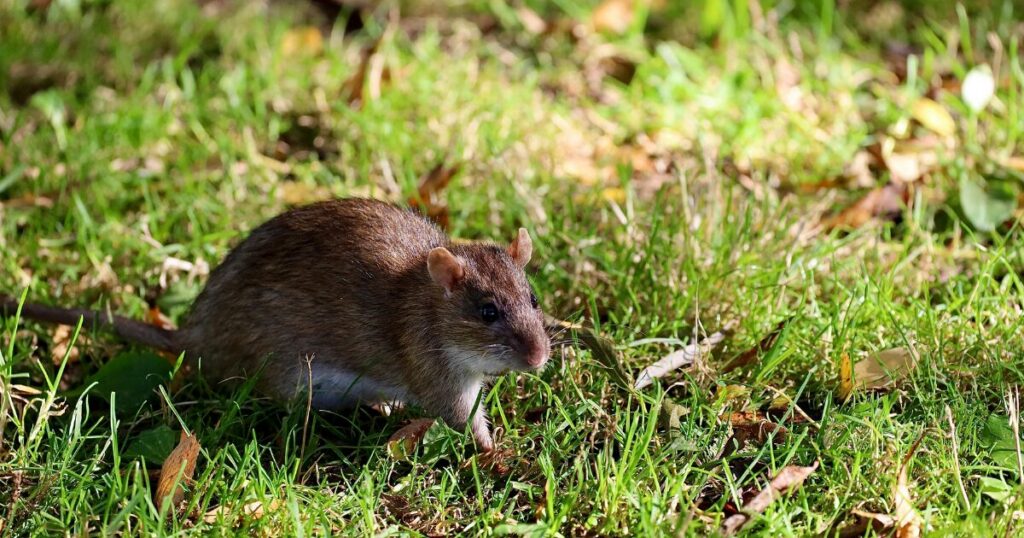 BIOR pētījumā vēlas noskaidrot grauzēju pārnēsātās infekciju slimības