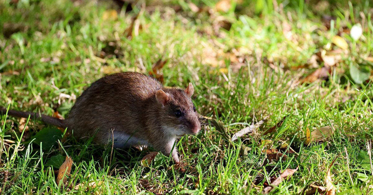 BIOR pētījumā vēlas noskaidrot grauzēju pārnēsātās infekciju slimības