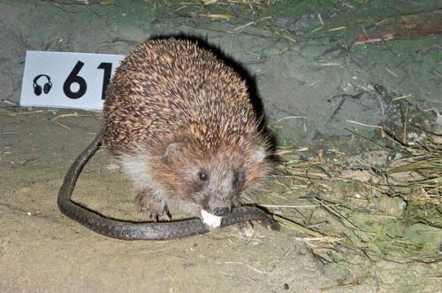 Čūska — dabai vajadzīga, bet cilvēkus biedējoša