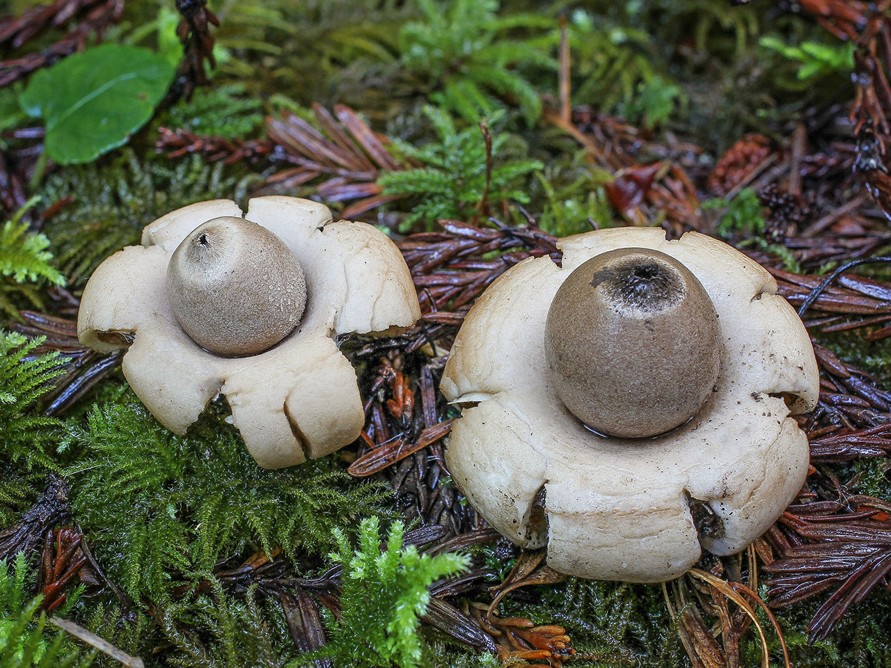 Dabas koncertzālē – noslēpumainā sēņu pasaule
