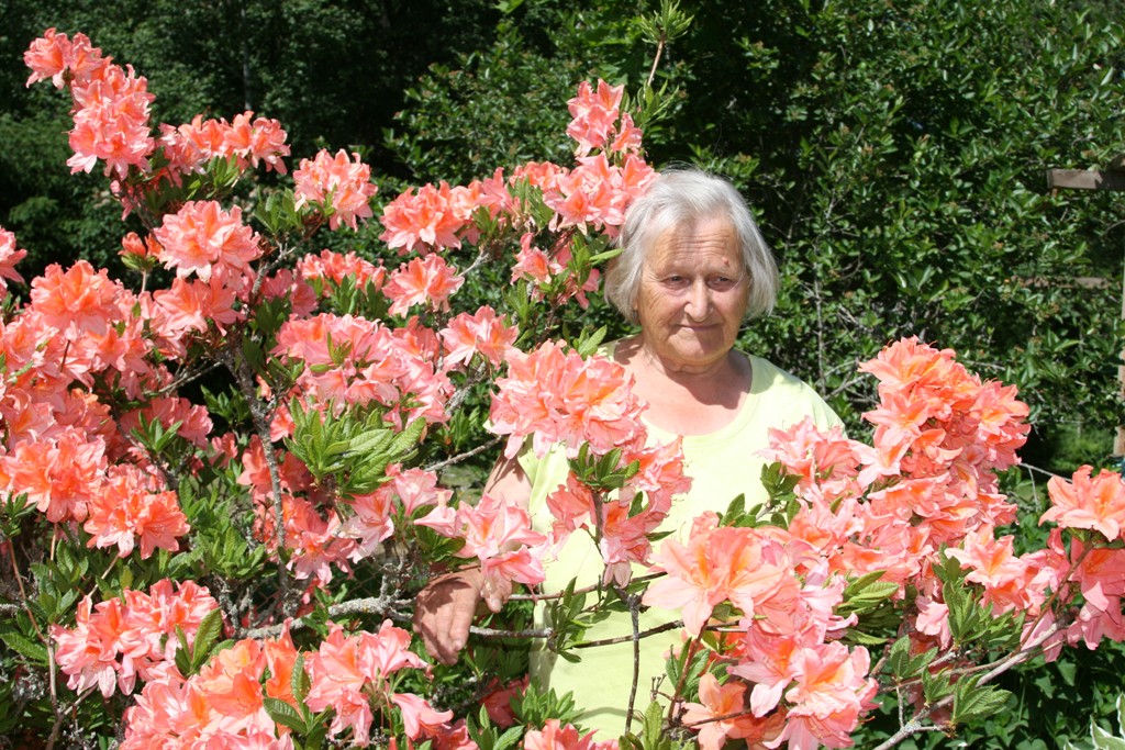 Dārza karalis