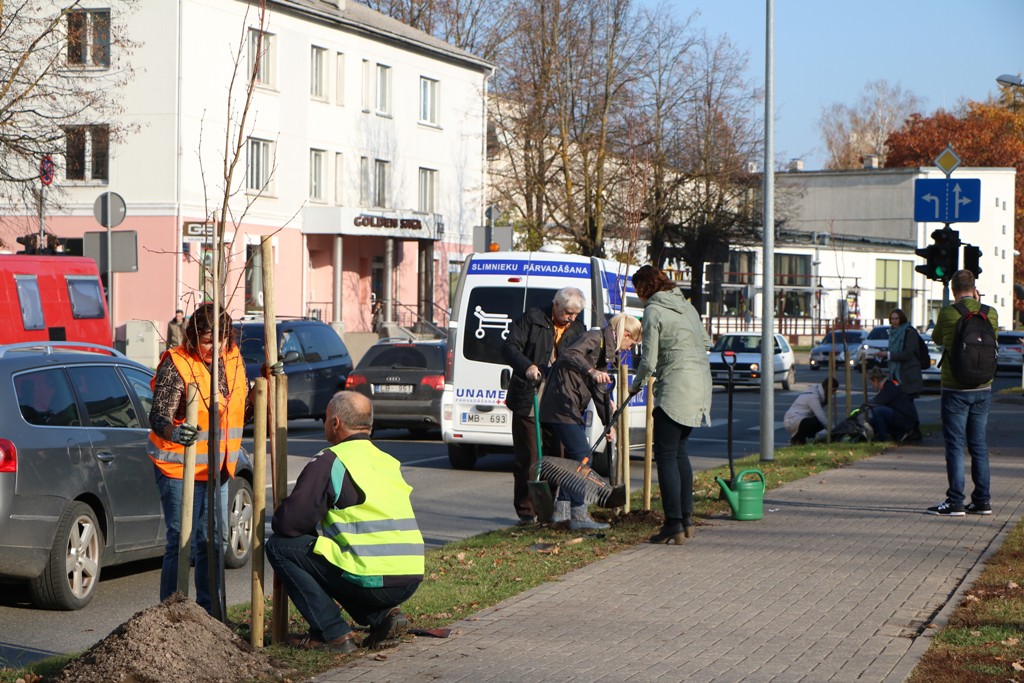 Deviņas liepiņas Rīgas ielai