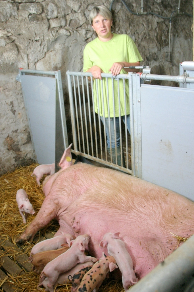 Eksperiments: rūpnieciski izaudzēt bioloģiskās cūkas