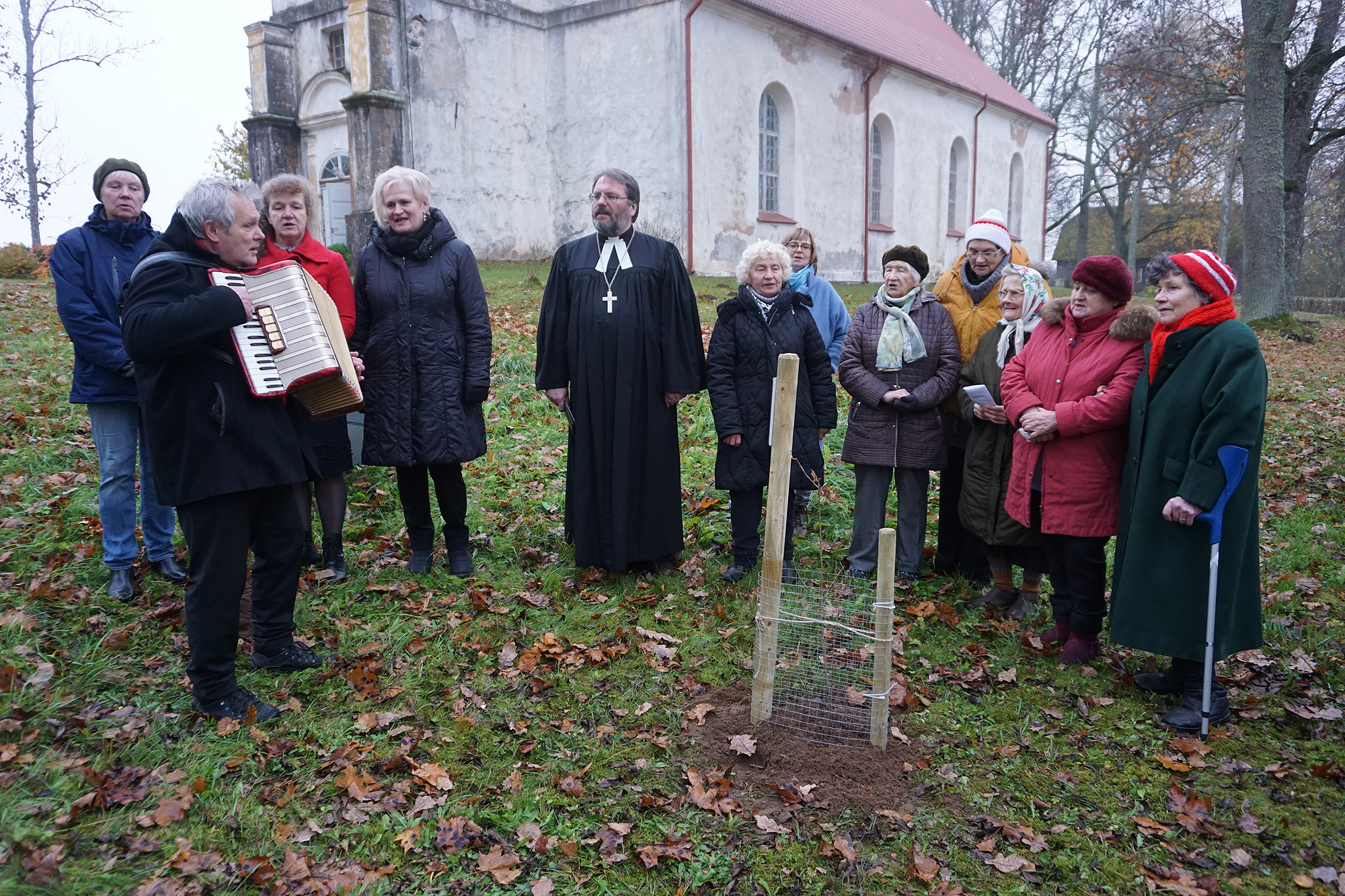 Ēvelē zaļos mācītāja Glika ozolu pēctecis
