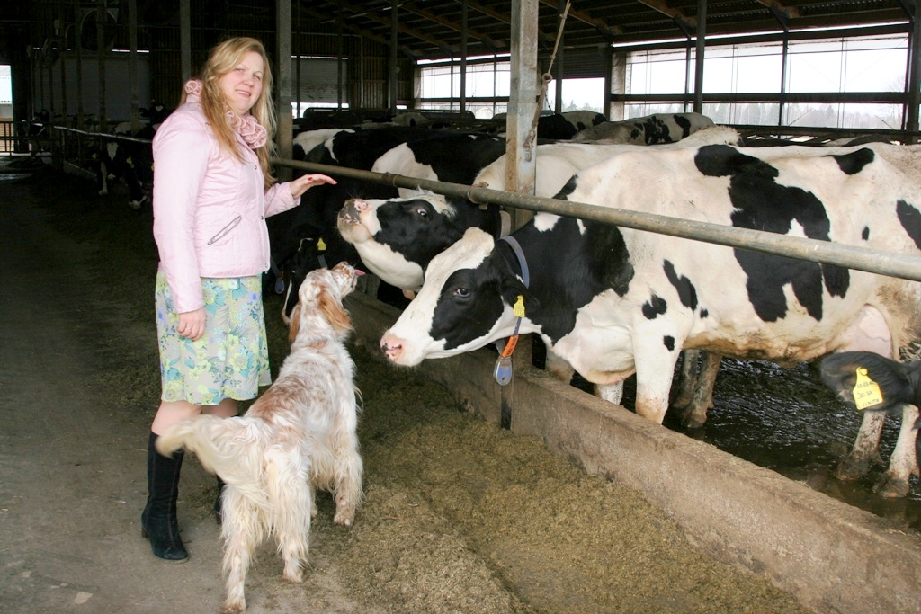 Gadā no govs izslauc vairāk nekā 14000 kg piena