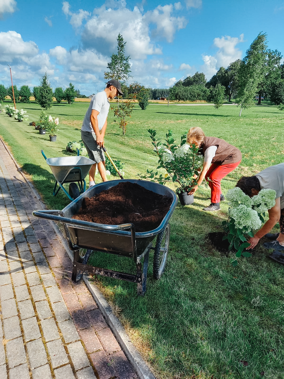 Ipiķieši labiekārto ciema centru ar krāšņiem hortenziju stādījumiem
