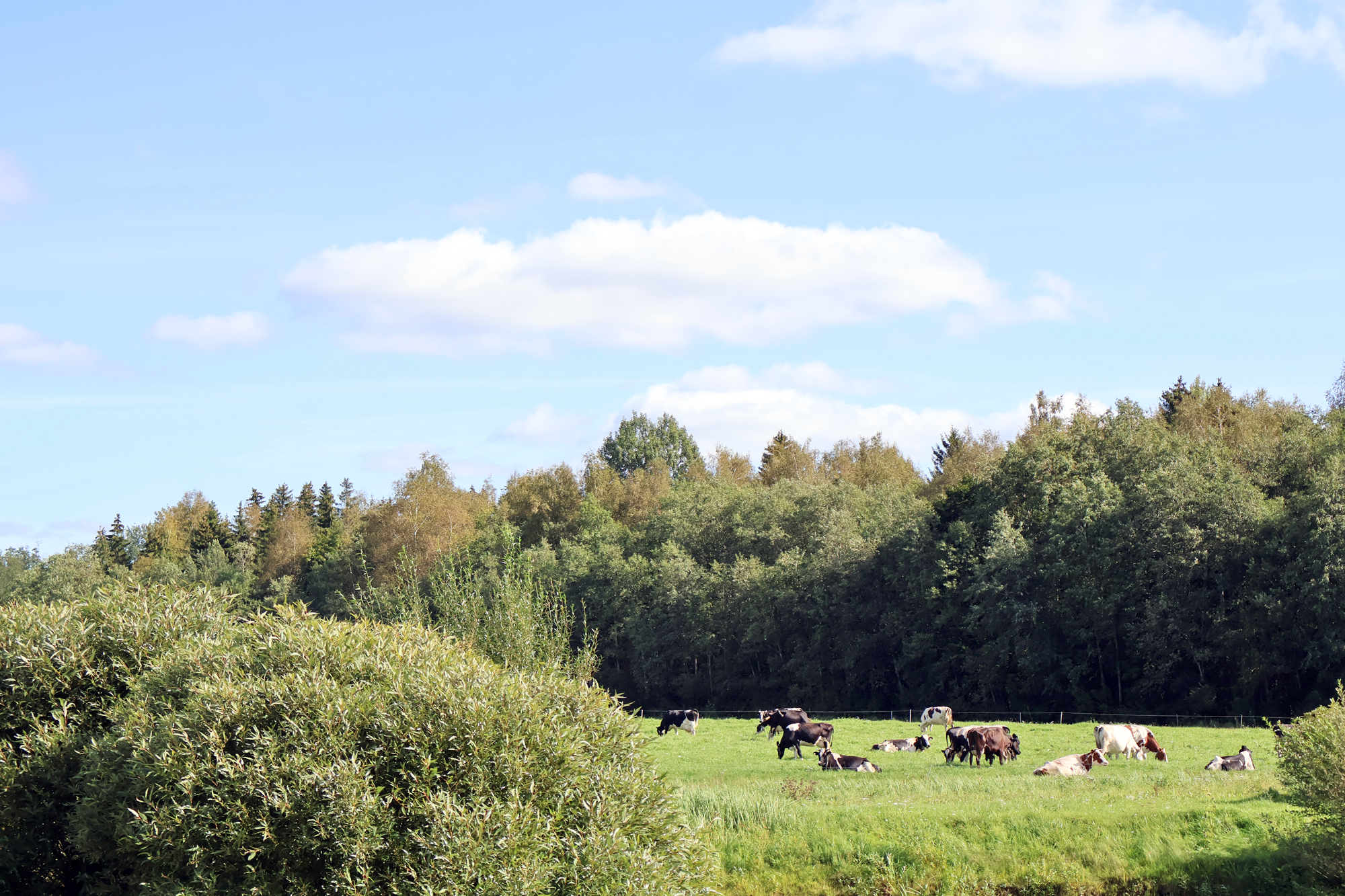 Jo leknāki zālāji – jo ilgākas ganības