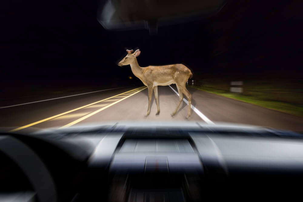 Kā pareizi rīkoties, ja esi notriecis dzīvnieku?