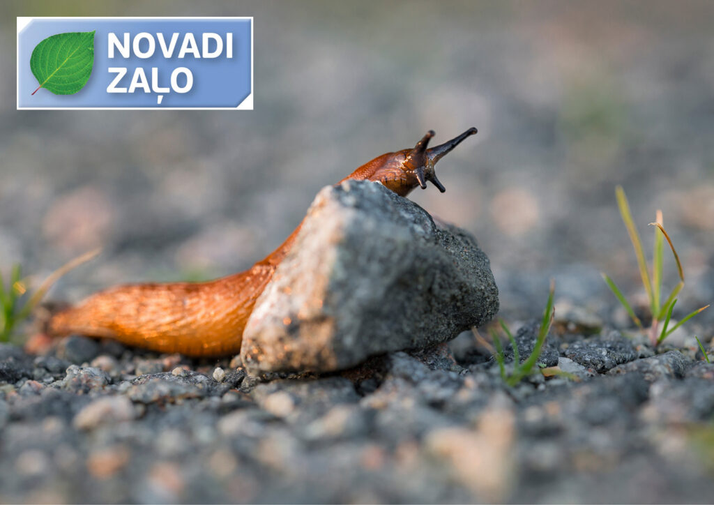 Kailgliemežu uzvaras gājiens