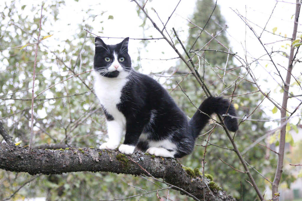 Kaķismi