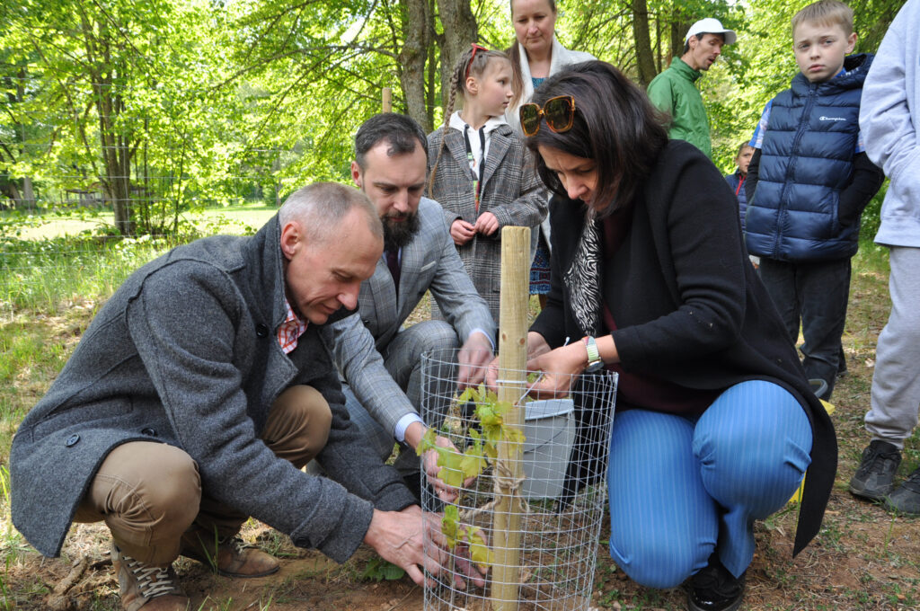 Kauguru pagasta Līčos iestādīti Glika ozoli
