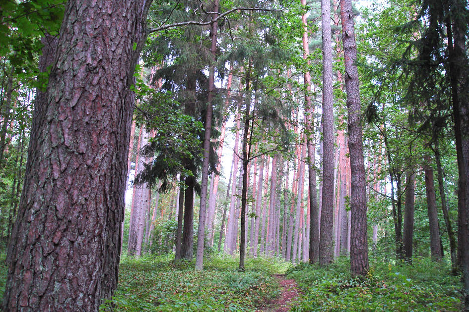 Koki — mežs — Valmiera