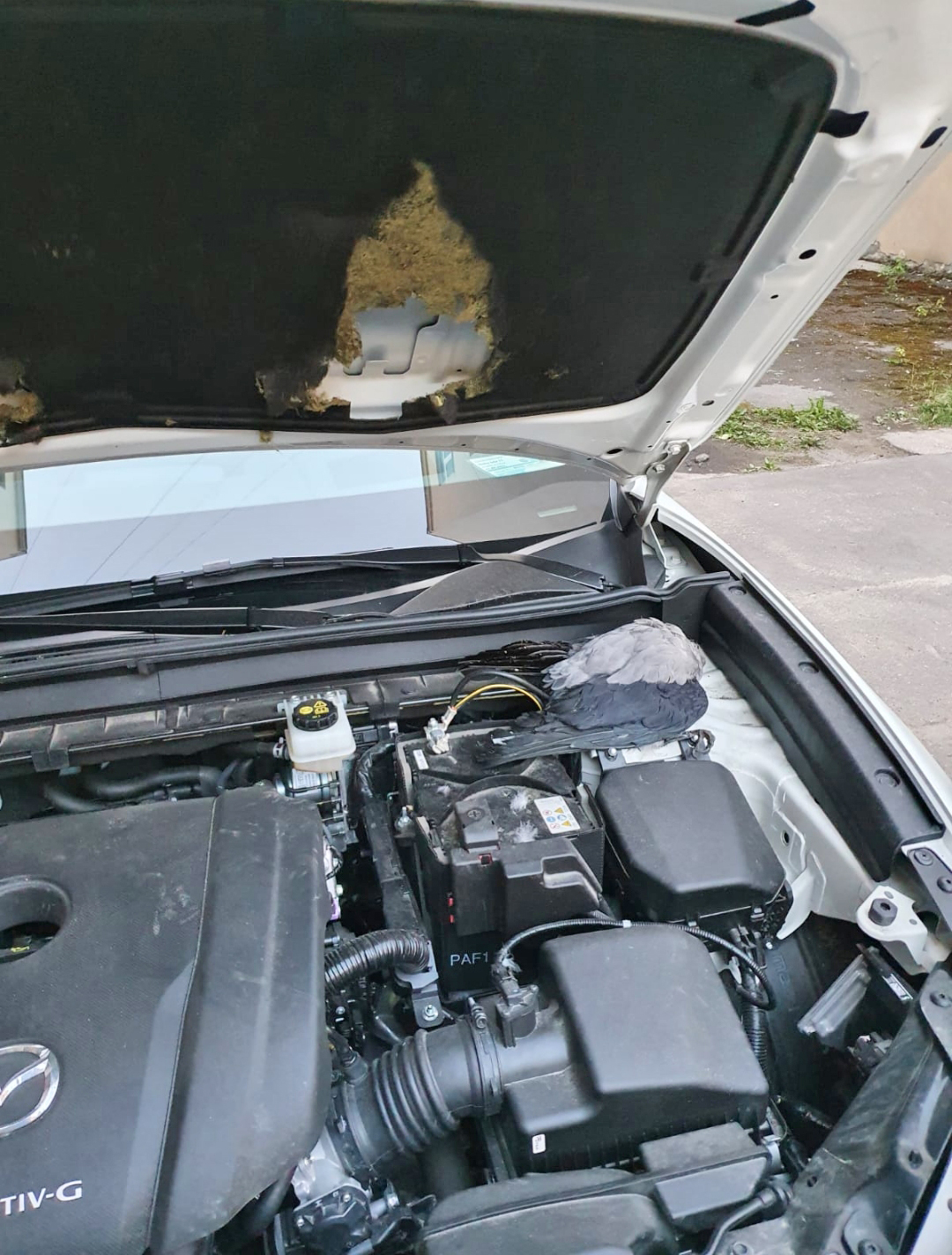 Kovārnis… zem motora pārsega
