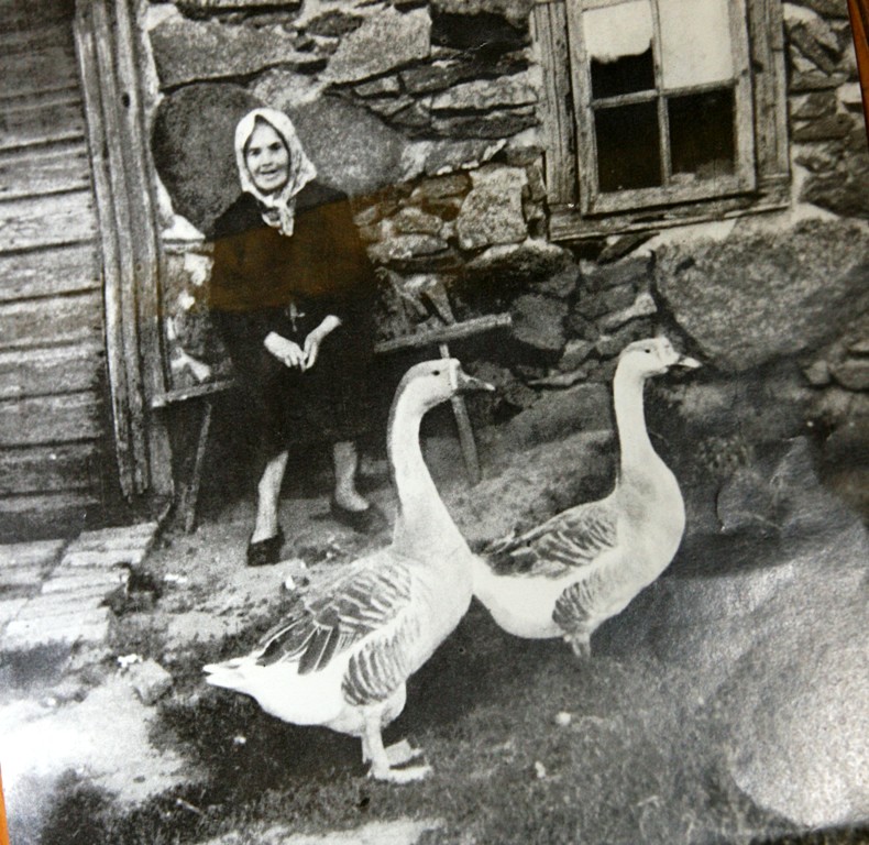 Kurlandes zoss, cukurvistiņa un Latvijas brūnā vista — atgriezīsies!
