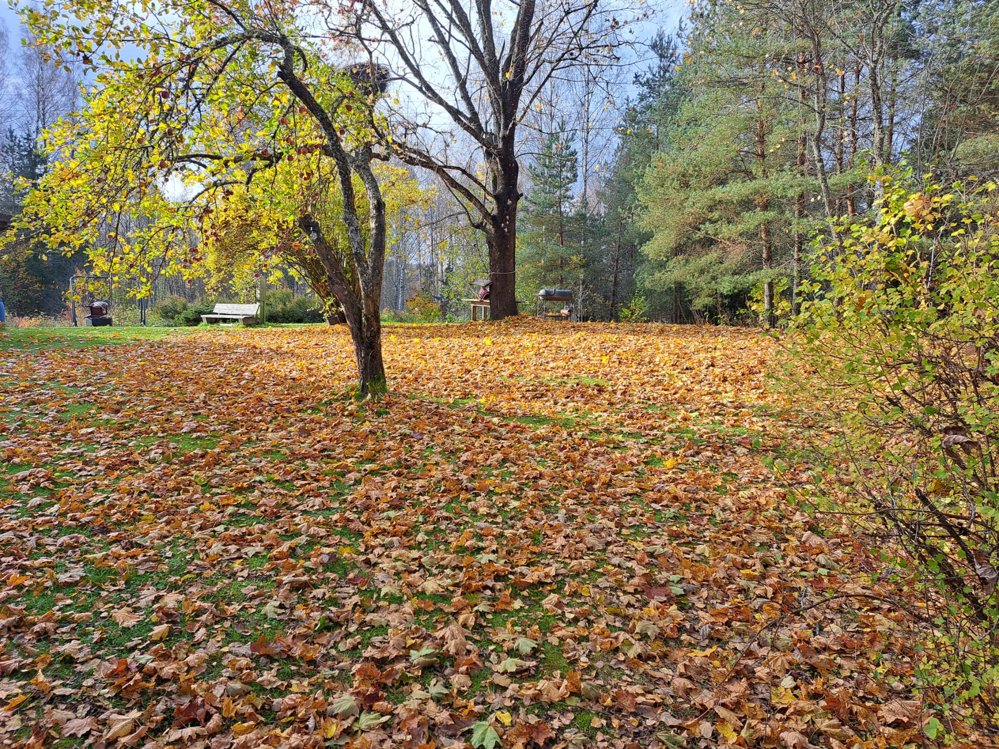 Labākais draugs rudens lapkritim
