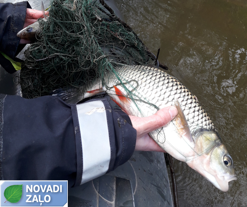 Maluzvejniecības vilinājumu iznīdēt nevar