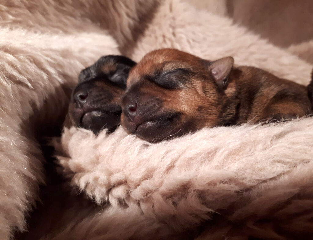 «Mammu, es gribu sunīti!»