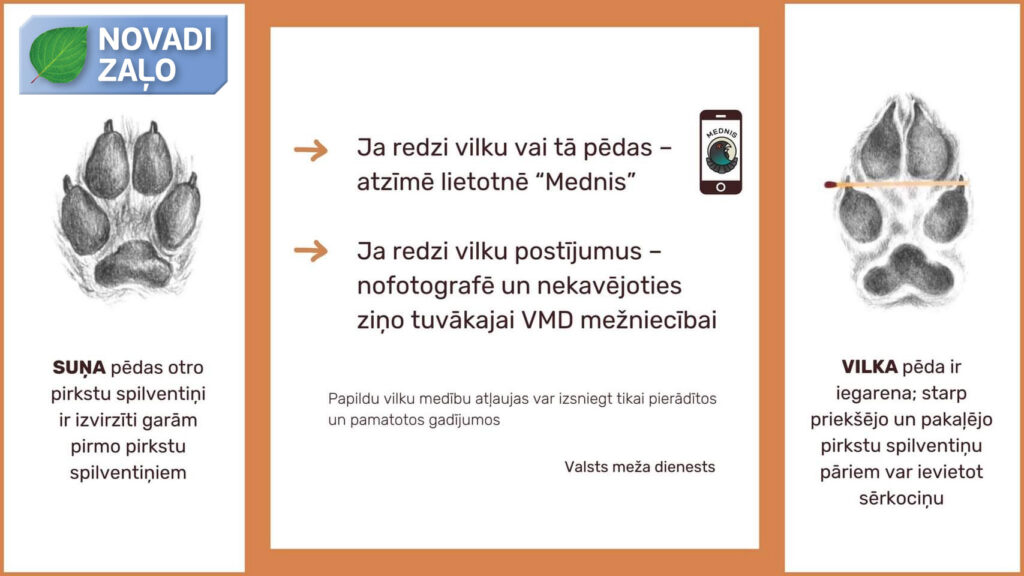 Meža sanitāri – sargājami vai pārāk sargāti?
