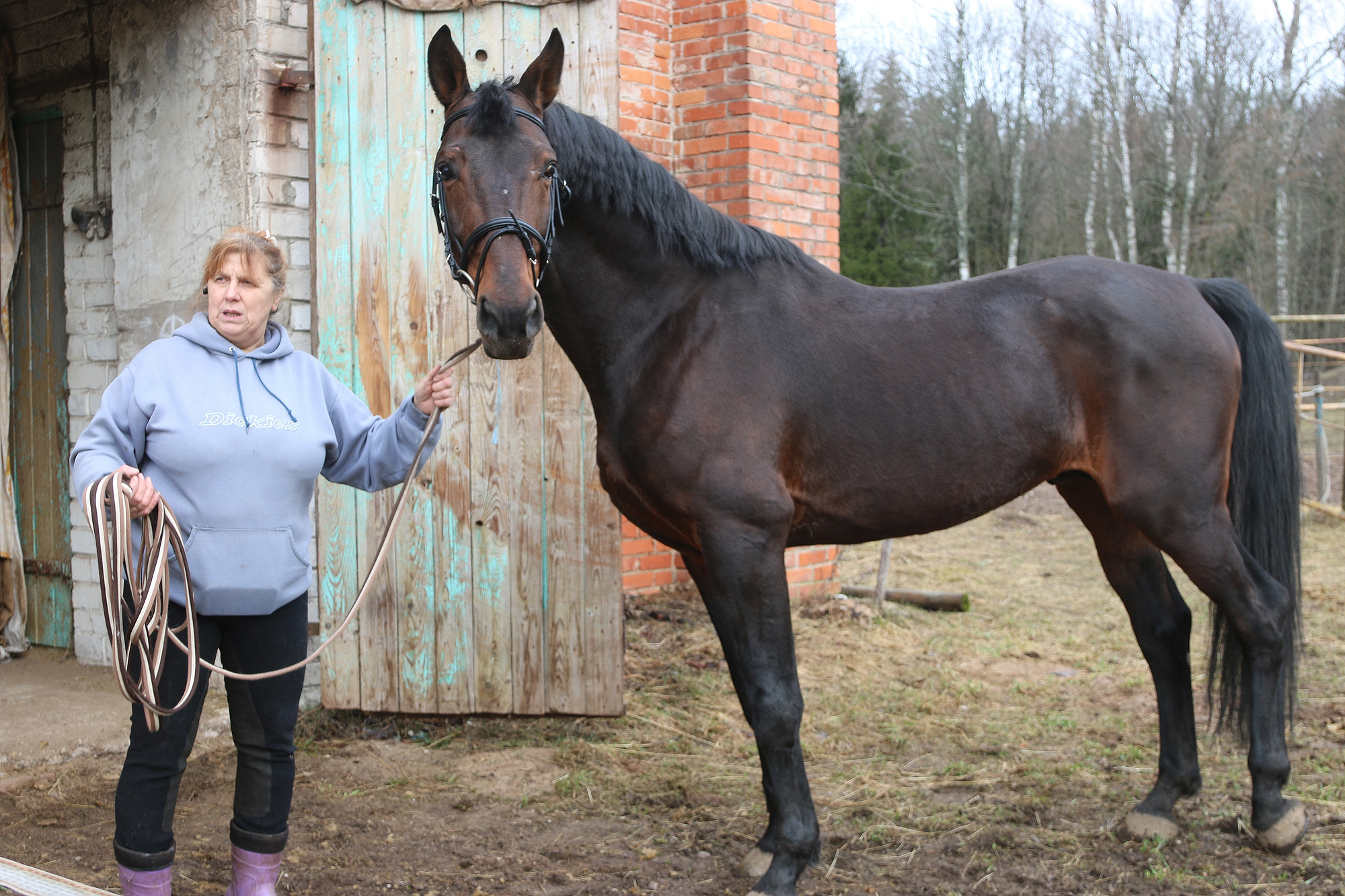 Mierīgi un prātīgi – Latvijas sporta zirgi