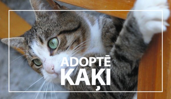 Patversmes dzīvnieku adopcija: mīti un patiesības