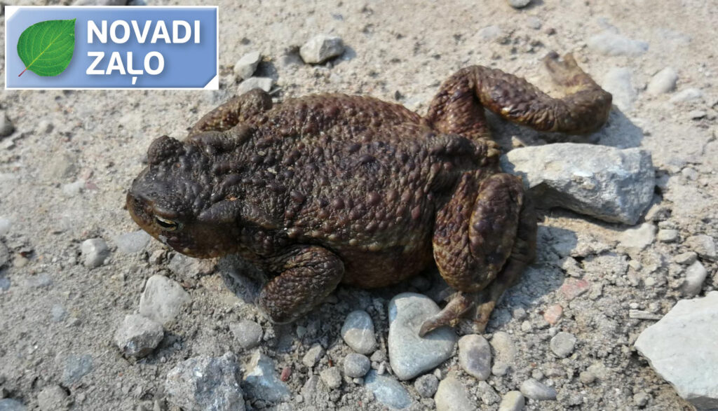 Pie darba ķersies prinču glābējbrigādes