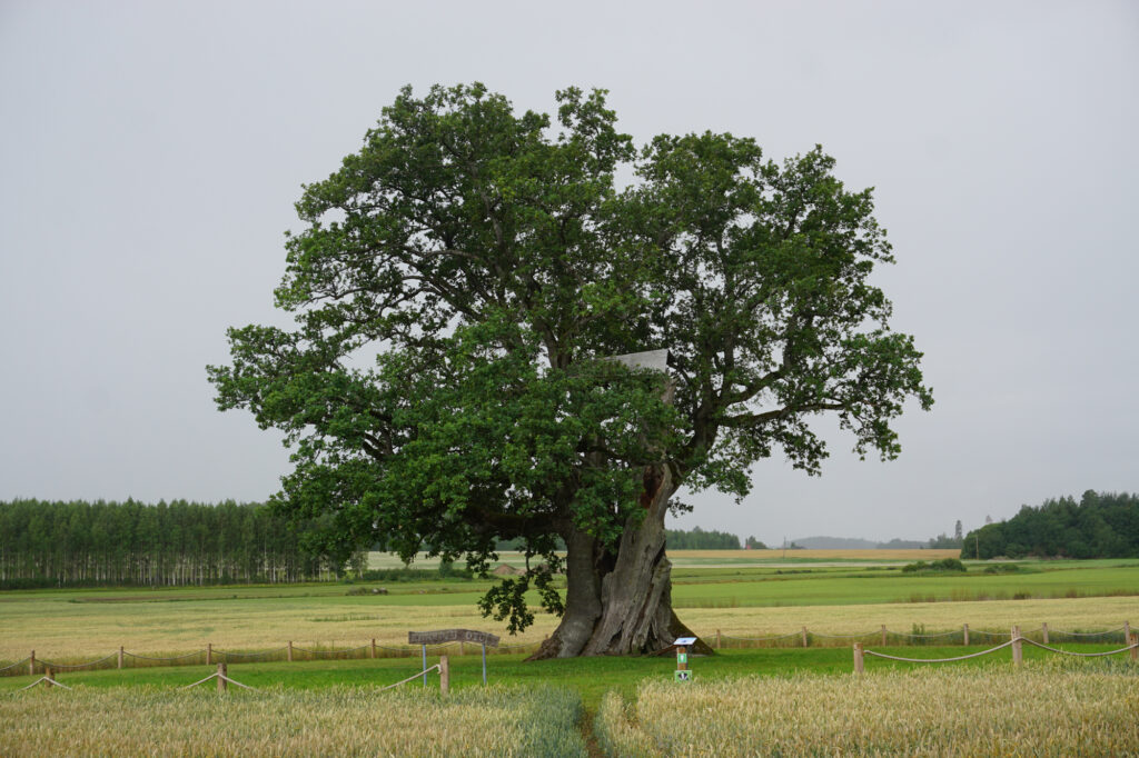 Pie varenā Kaņepju ozola