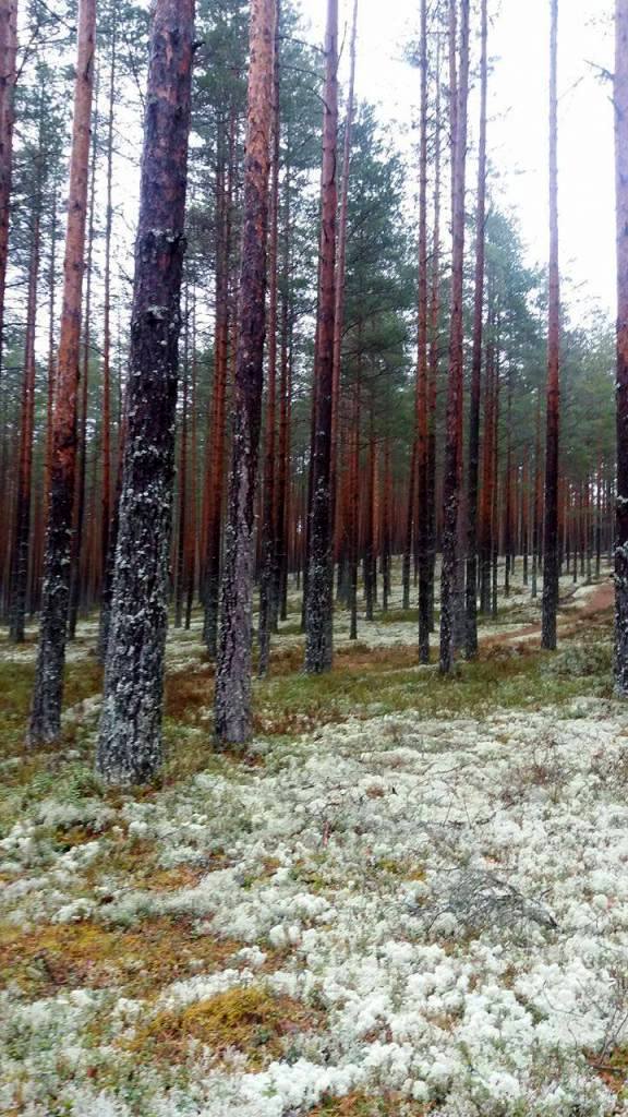 Priede tādu godu sen bija pelnījusi
