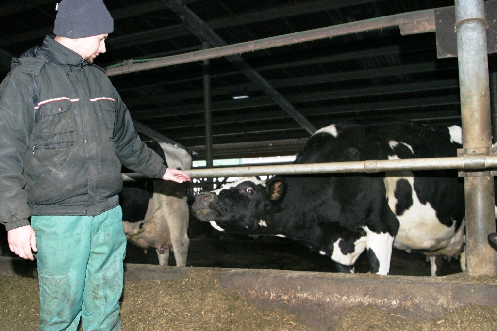 Rekordistei Šķelmei — 21242 kg piena laktācijā