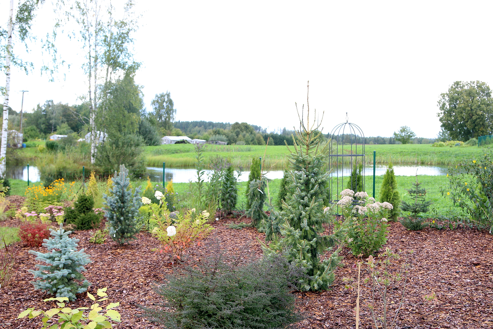 Rudens toņi Raunas stādaudzētavā