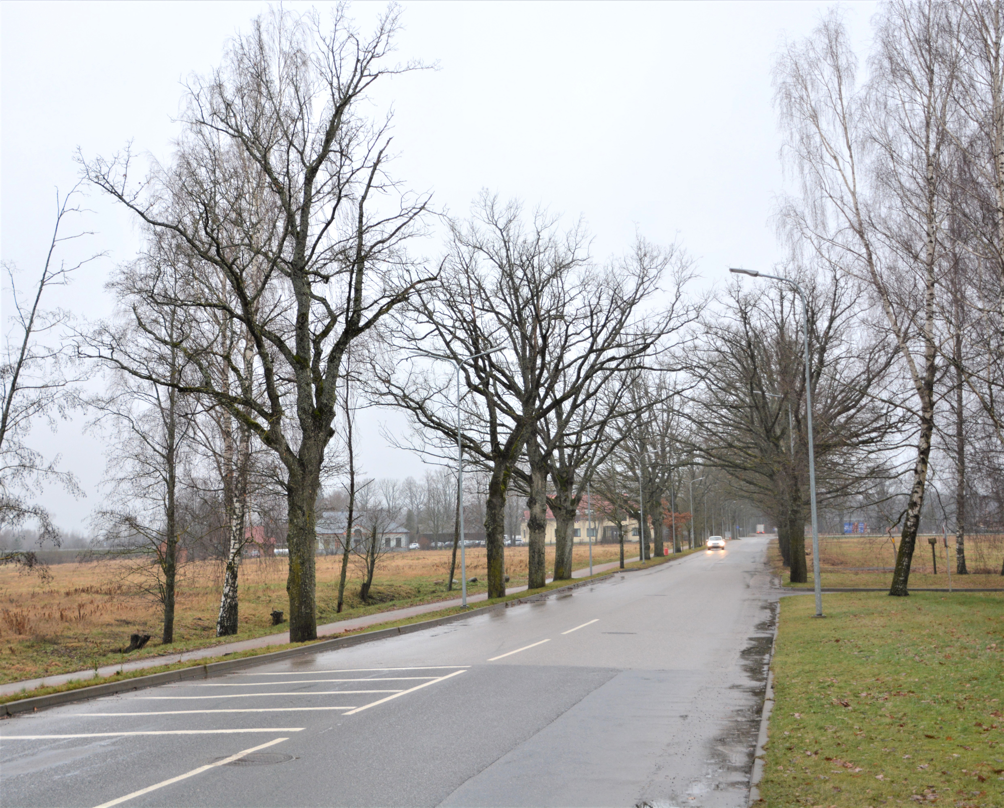 Sertificētu arboristu novērtējumi – atbalsts Valmieras koku kopšanā