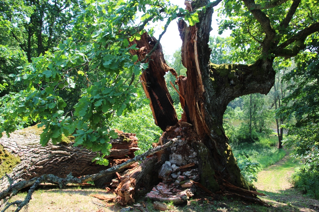 Sīmanēnu svētozols – pagalam