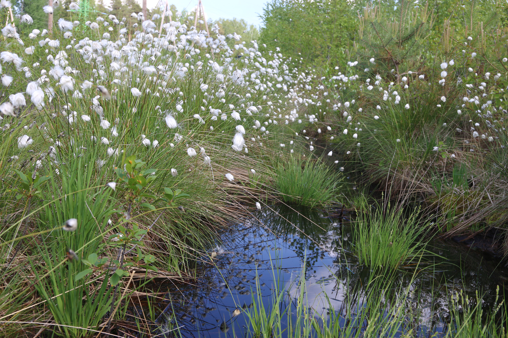 Spilvenu māte – spilve