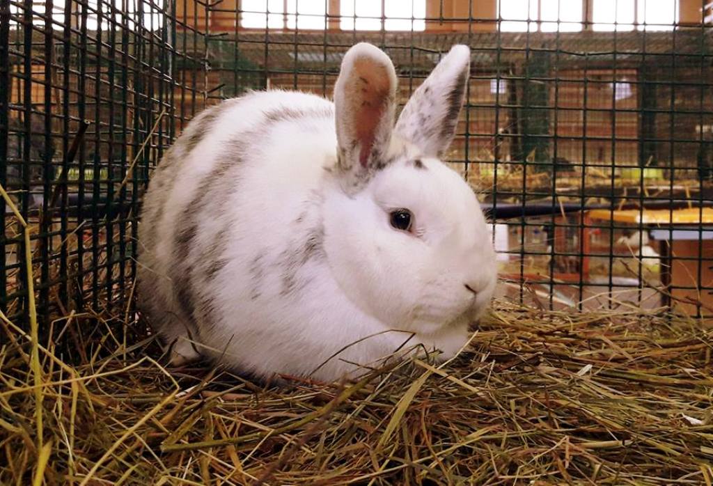 Svētdien Straupē Vidzemes trušu gadatirgus