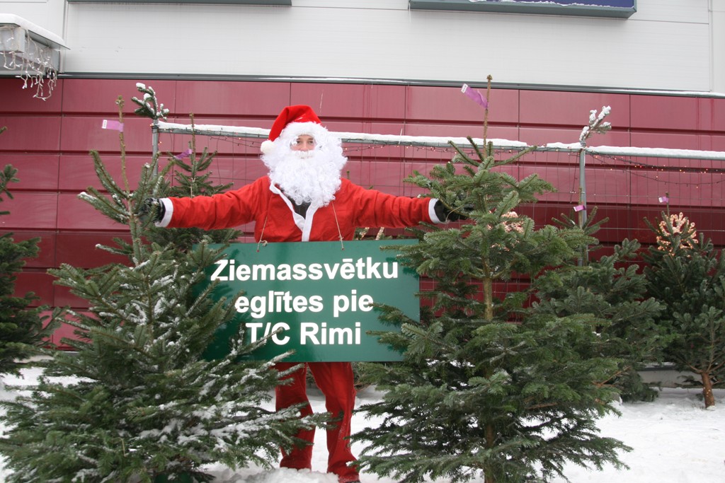 Svētku egles izvēle