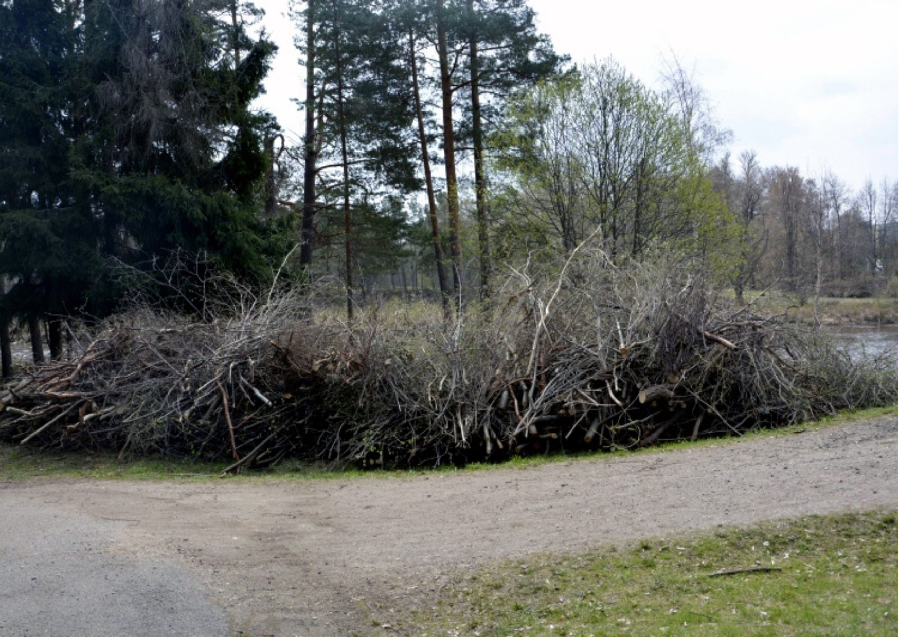 Valmierā un piepilsētā norisinās  zaru šķeldošanas akcija