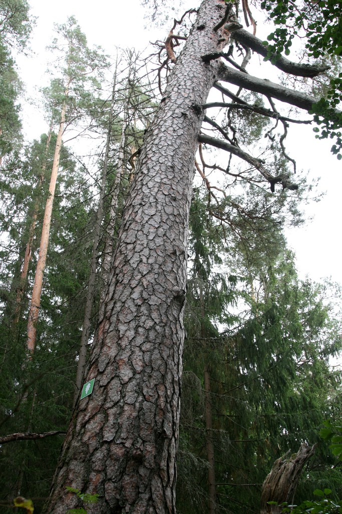 Viesos pie priežu vecmāmiņas