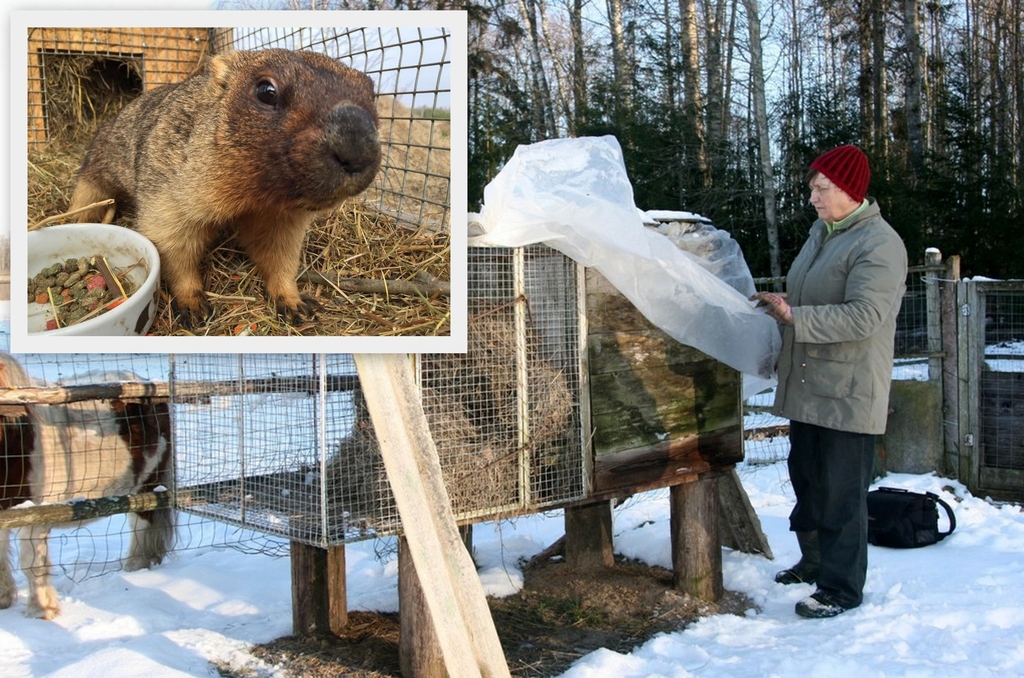 Vildēnu murkšķi pamodušies!