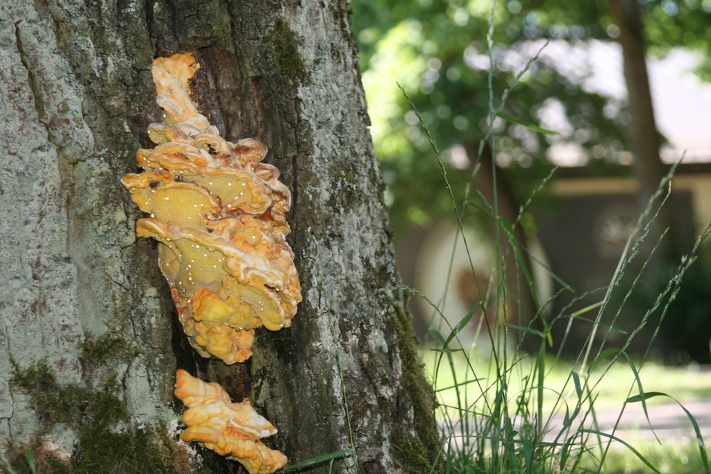 Vilinošs piedāvājums gardēžiem Vecpuišu parkā