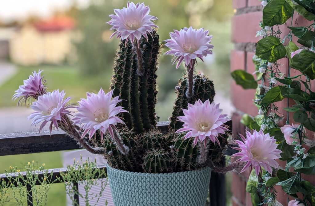 Zied ehinopsis