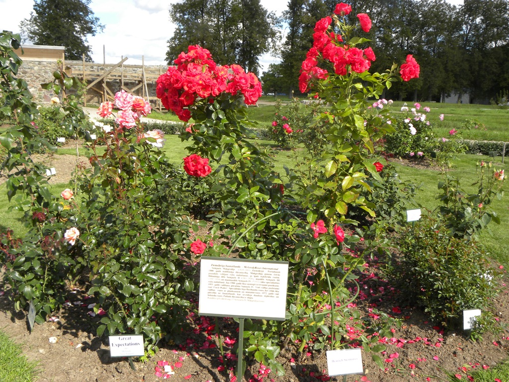 Zied rozes Rundālē