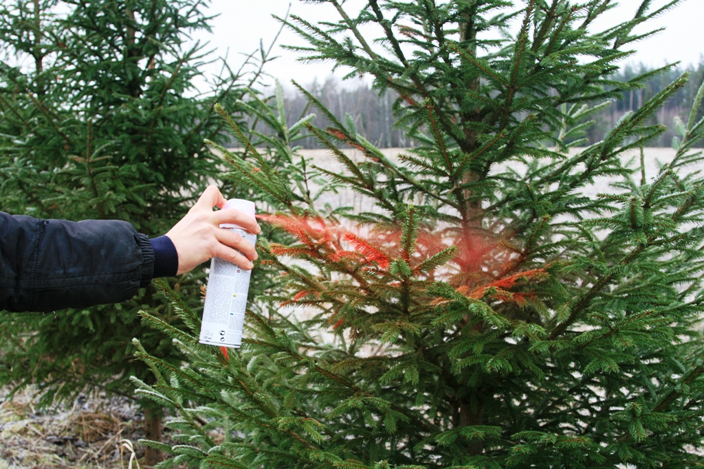 Ziemassvētku egles un bezkaunīgie